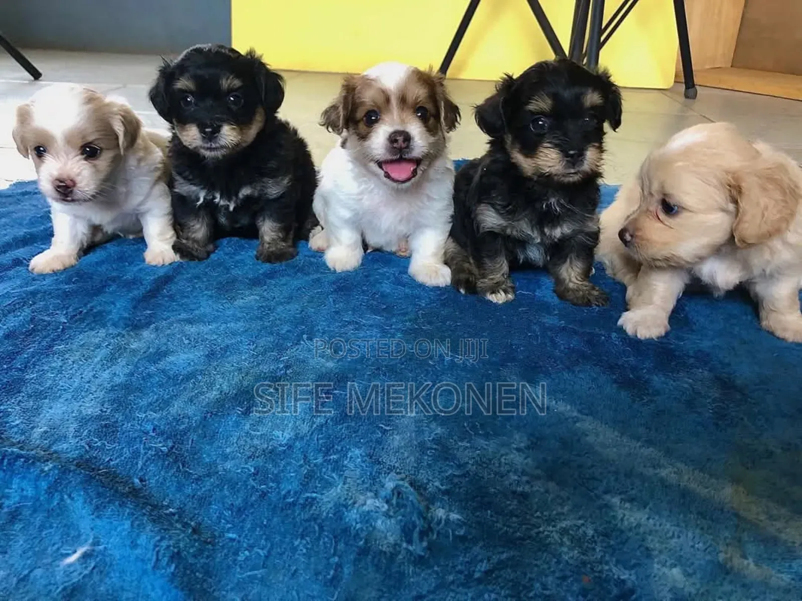 1-3 months Male Purebred Maltese