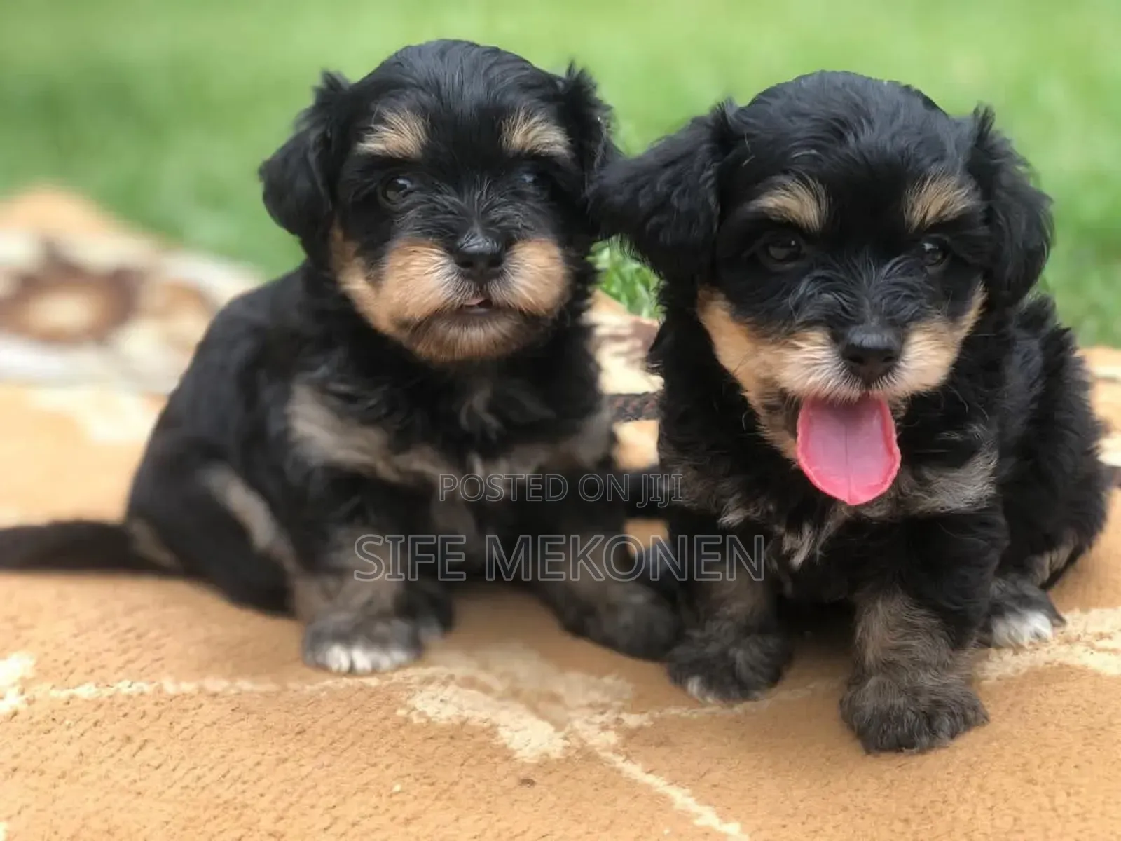 1-3 months Male Purebred Maltese
