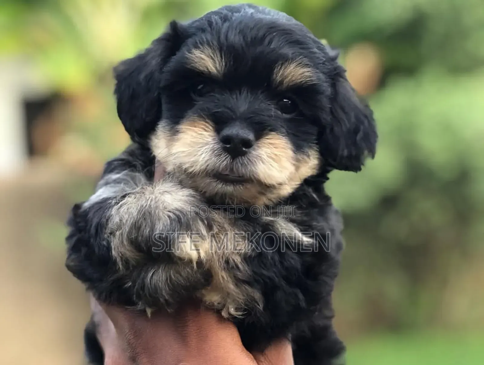 1-3 months Male Purebred Maltese