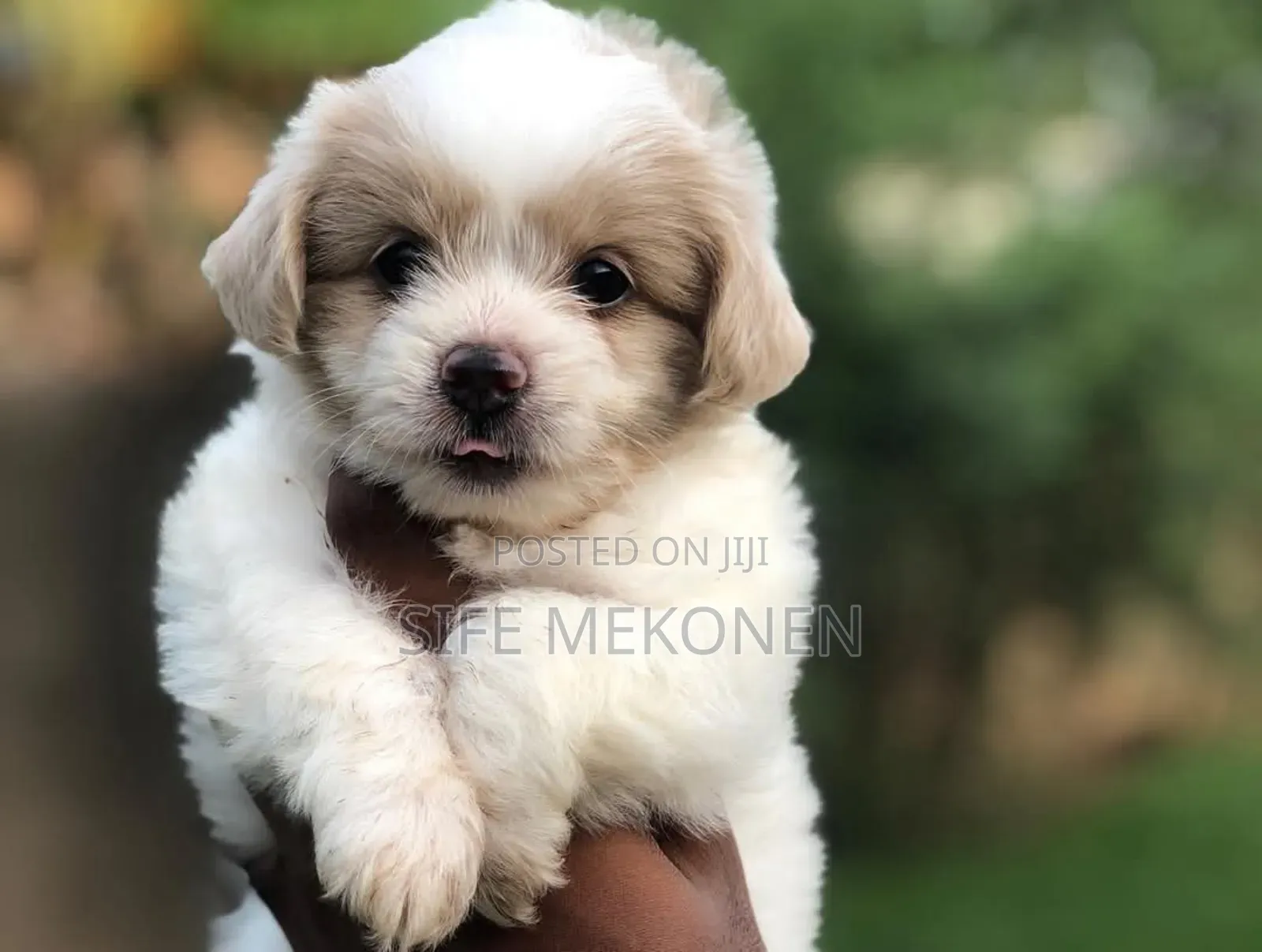 1-3 months Male Purebred Maltese