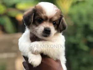 1-3 months Male Purebred Maltese