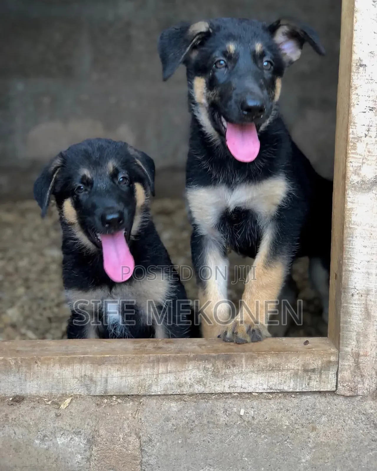 1-3 months Male Purebred German Shepherd