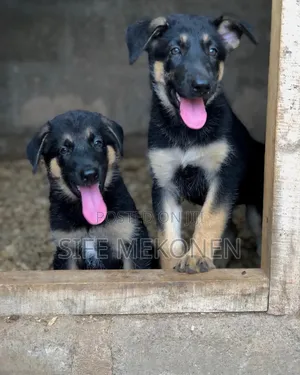 Photo - 1-3 months Male Purebred German Shepherd
