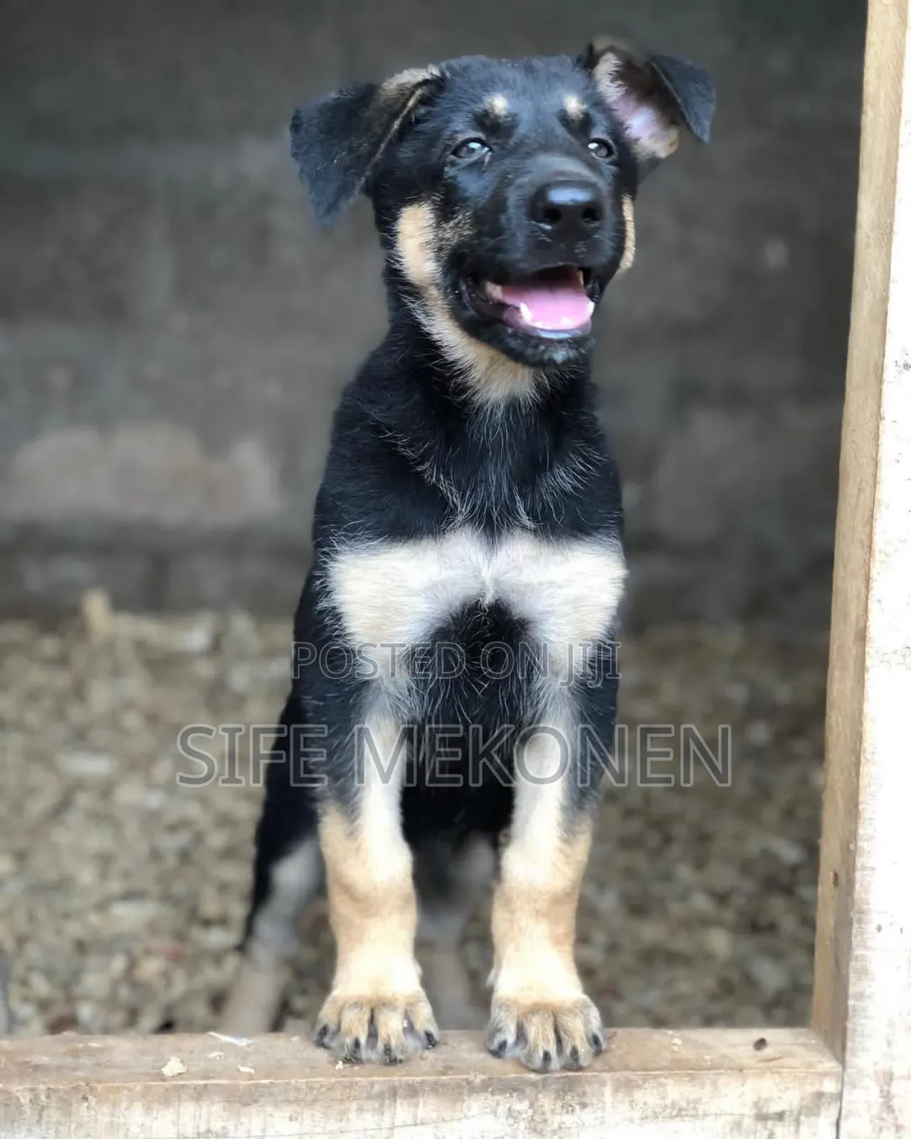 1-3 months Male Purebred German Shepherd