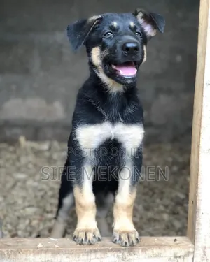 1-3 months Male Purebred German Shepherd