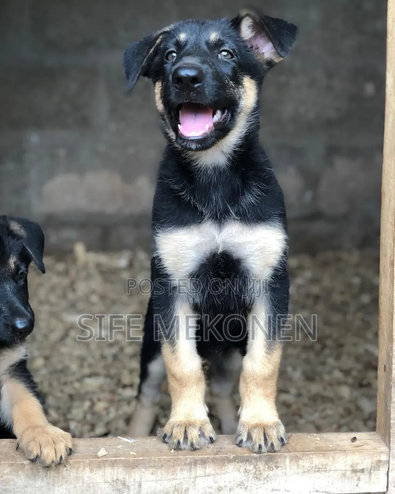 1-3 months Male Purebred German Shepherd