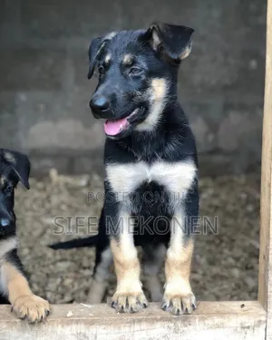 1-3 months Male Purebred German Shepherd