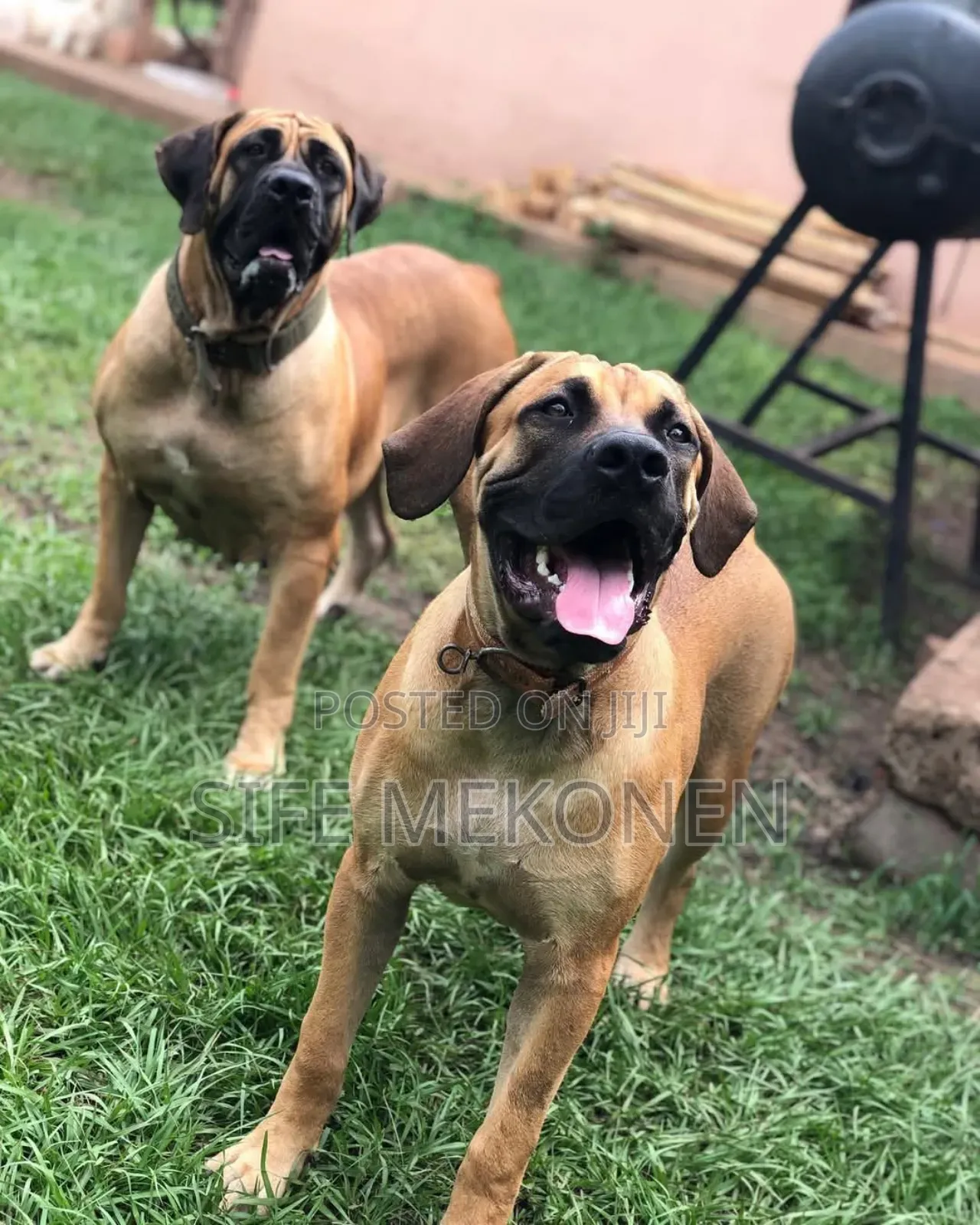 1-3 months Male Purebred Boerboel