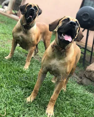 1-3 months Male Purebred Boerboel