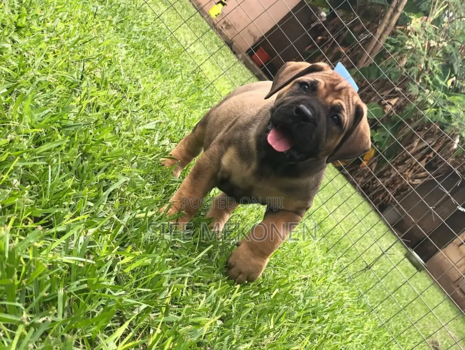 1-3 months Male Purebred Boerboel