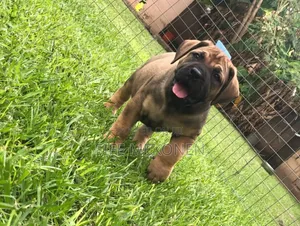 1-3 months Male Purebred Boerboel