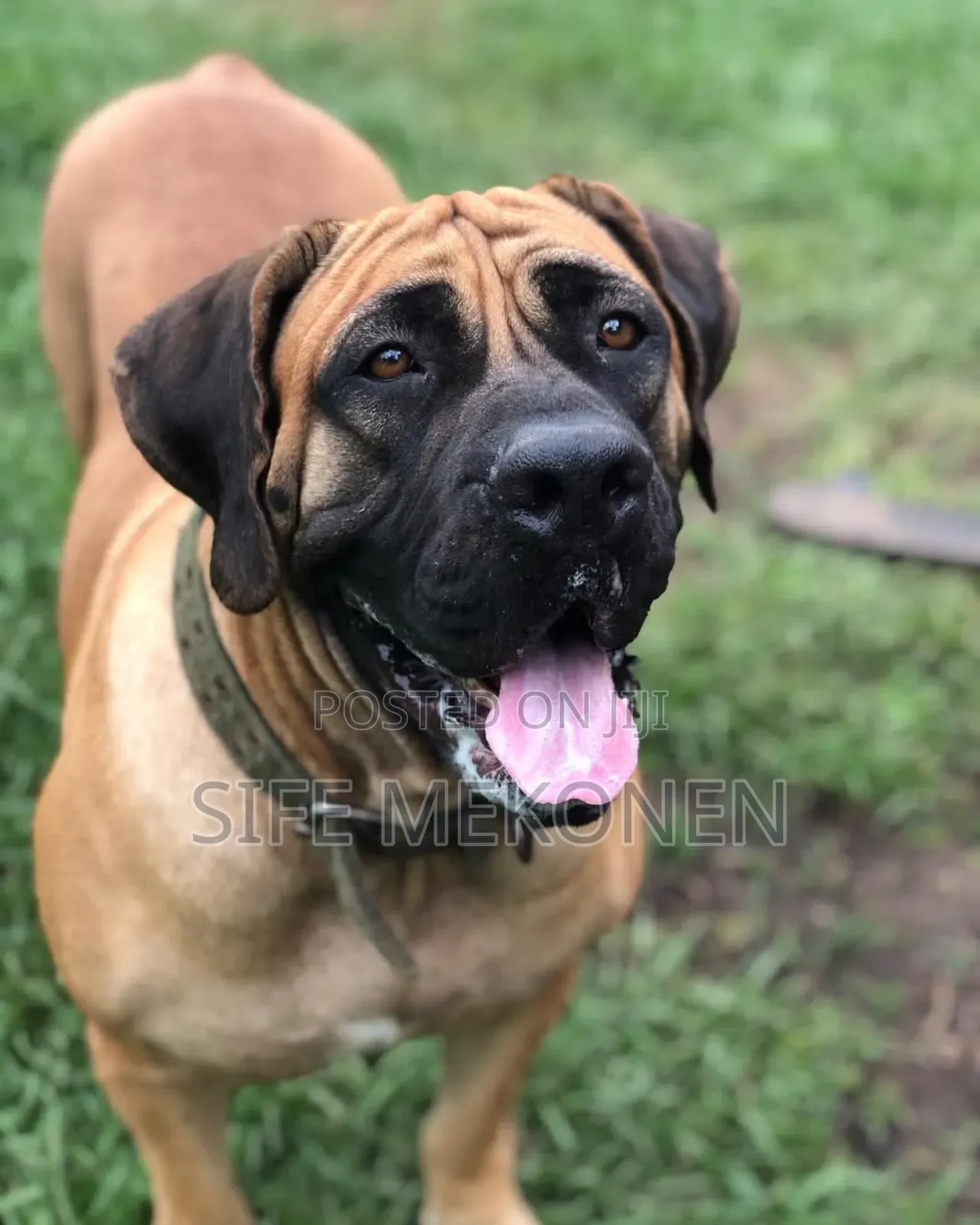 1-3 months Male Purebred Boerboel