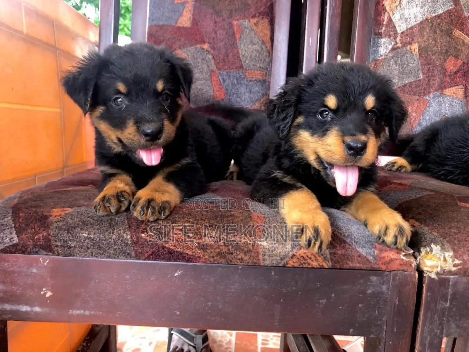 1-3 months Male Purebred Rottweiler