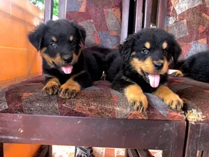 Photo - 1-3 months Male Purebred Rottweiler