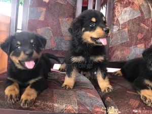 1-3 months Male Purebred Rottweiler