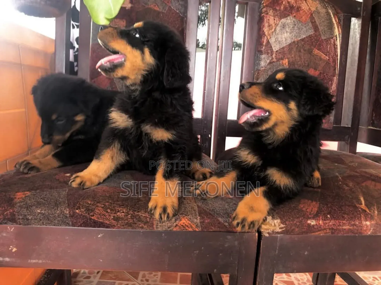 1-3 months Male Purebred Rottweiler