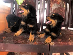 1-3 months Male Purebred Rottweiler