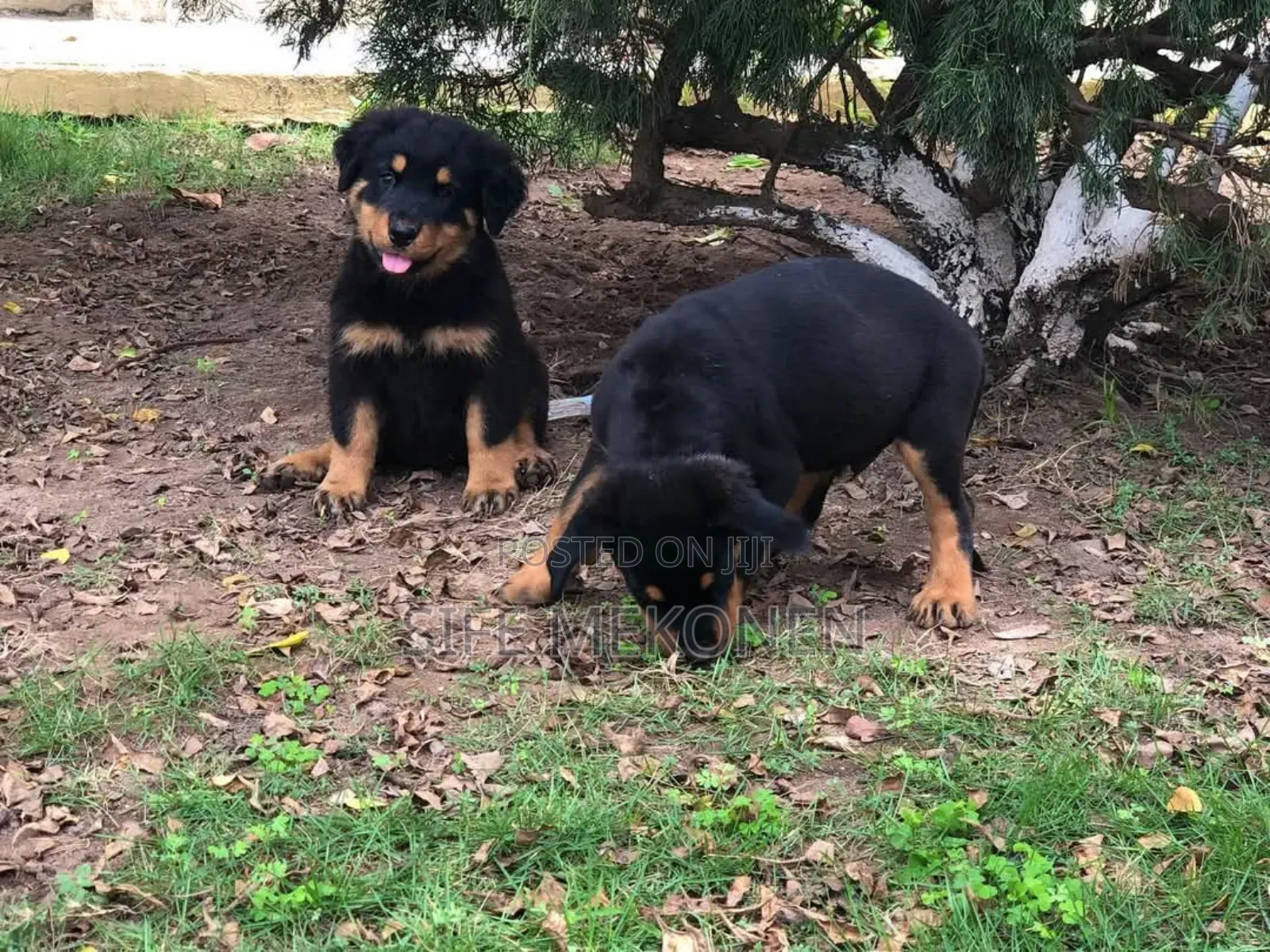 1-3 months Female Purebred Rottweiler