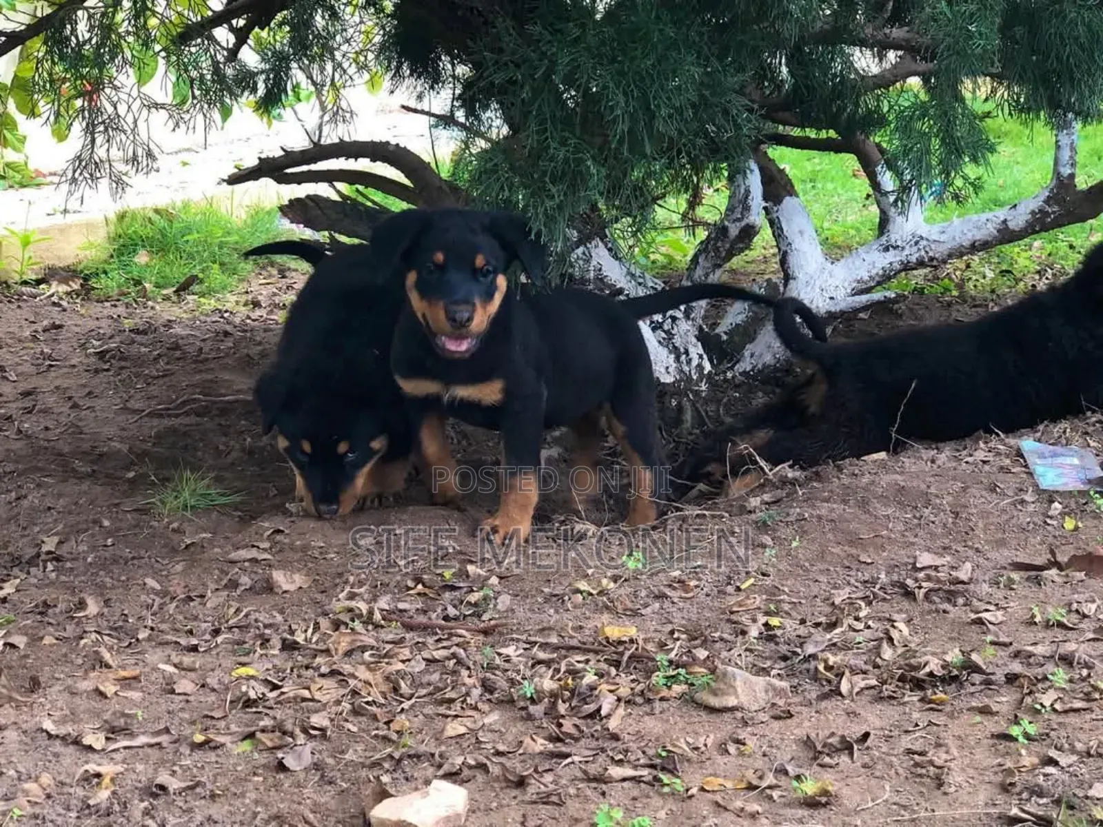 1-3 months Female Purebred Rottweiler