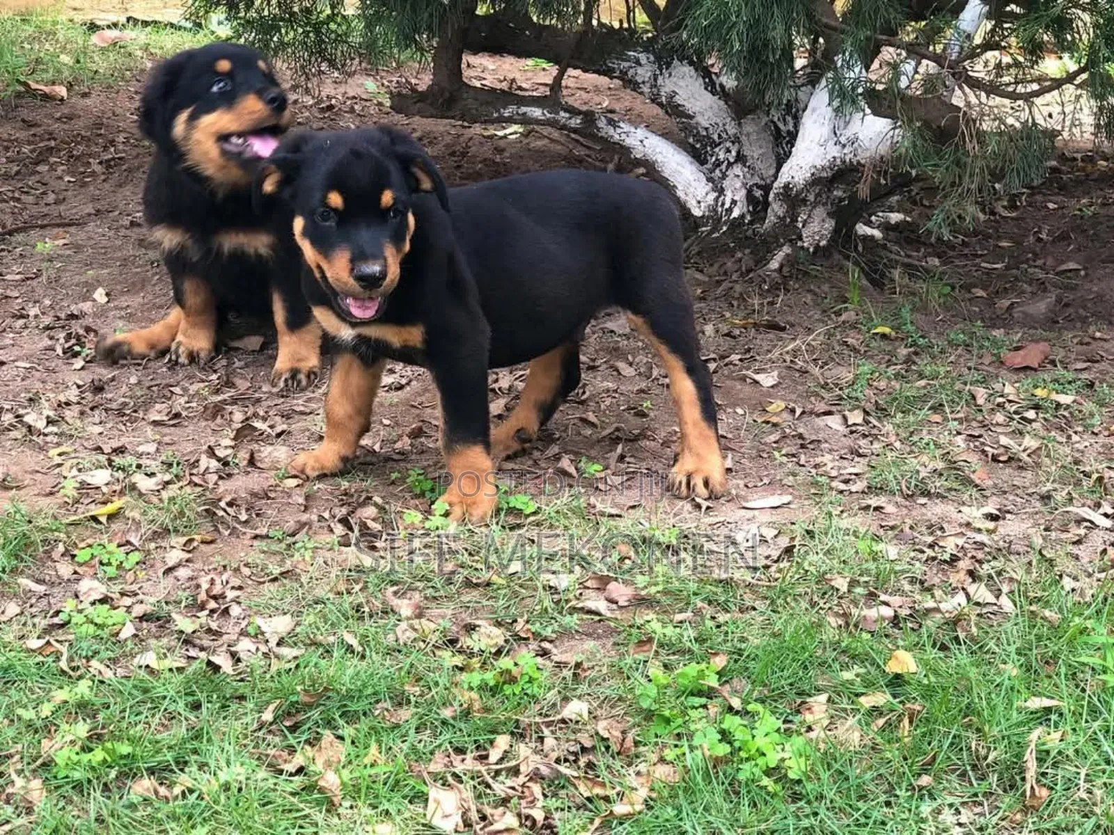 1-3 months Female Purebred Rottweiler