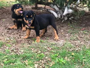 Photo - 1-3 months Female Purebred Rottweiler