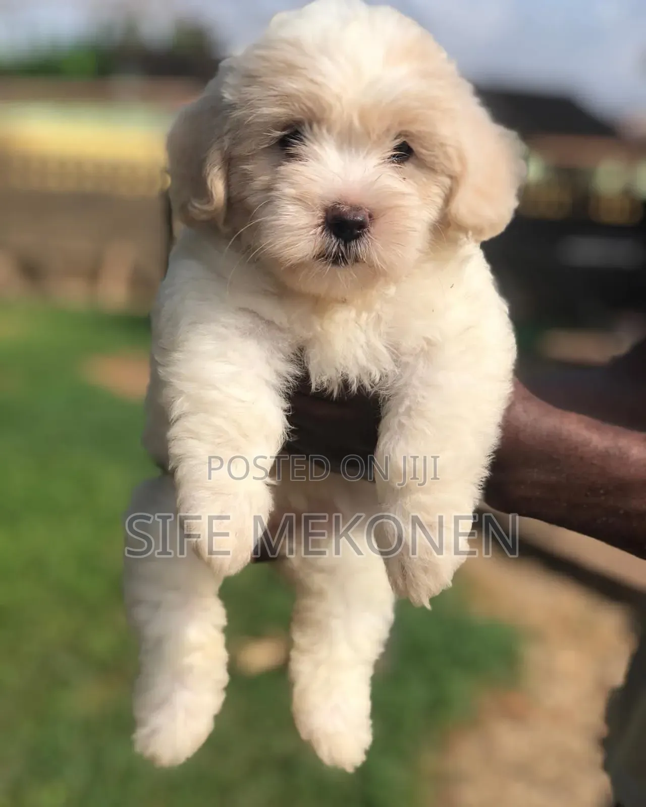 1-3 months Male Purebred Maltese