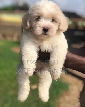 Photo - 1-3 months Male Purebred Maltese