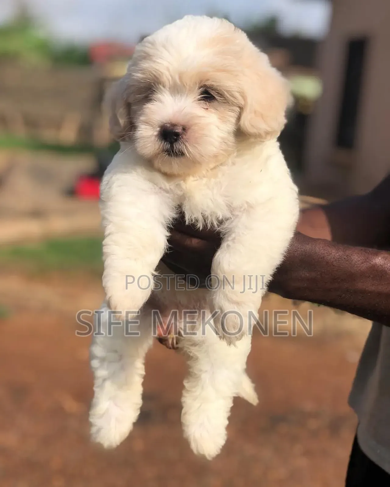 1-3 months Male Purebred Maltese