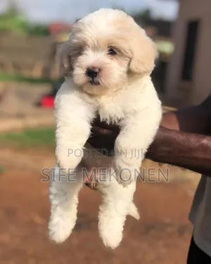 1-3 months Male Purebred Maltese