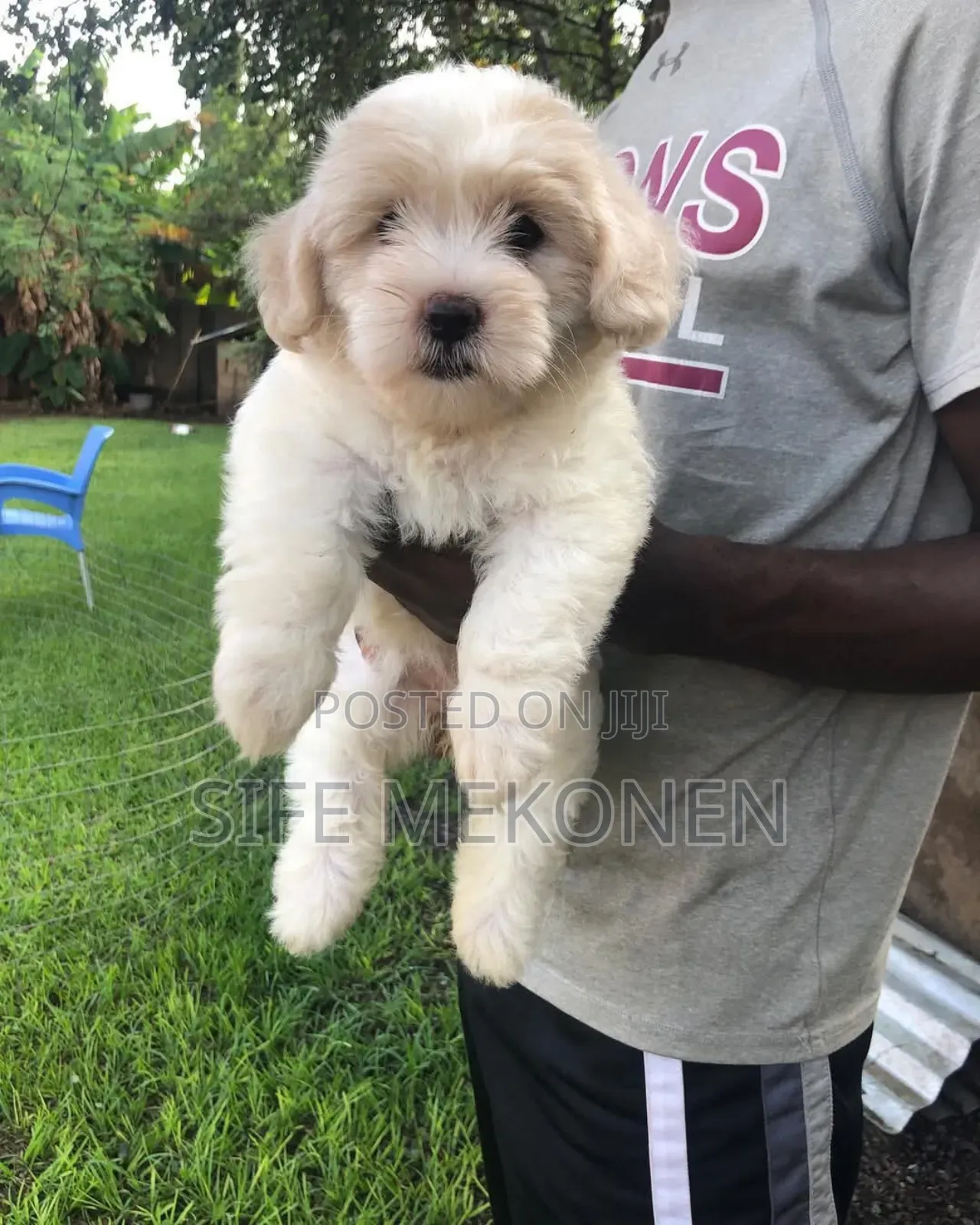 1-3 months Female Purebred Maltese