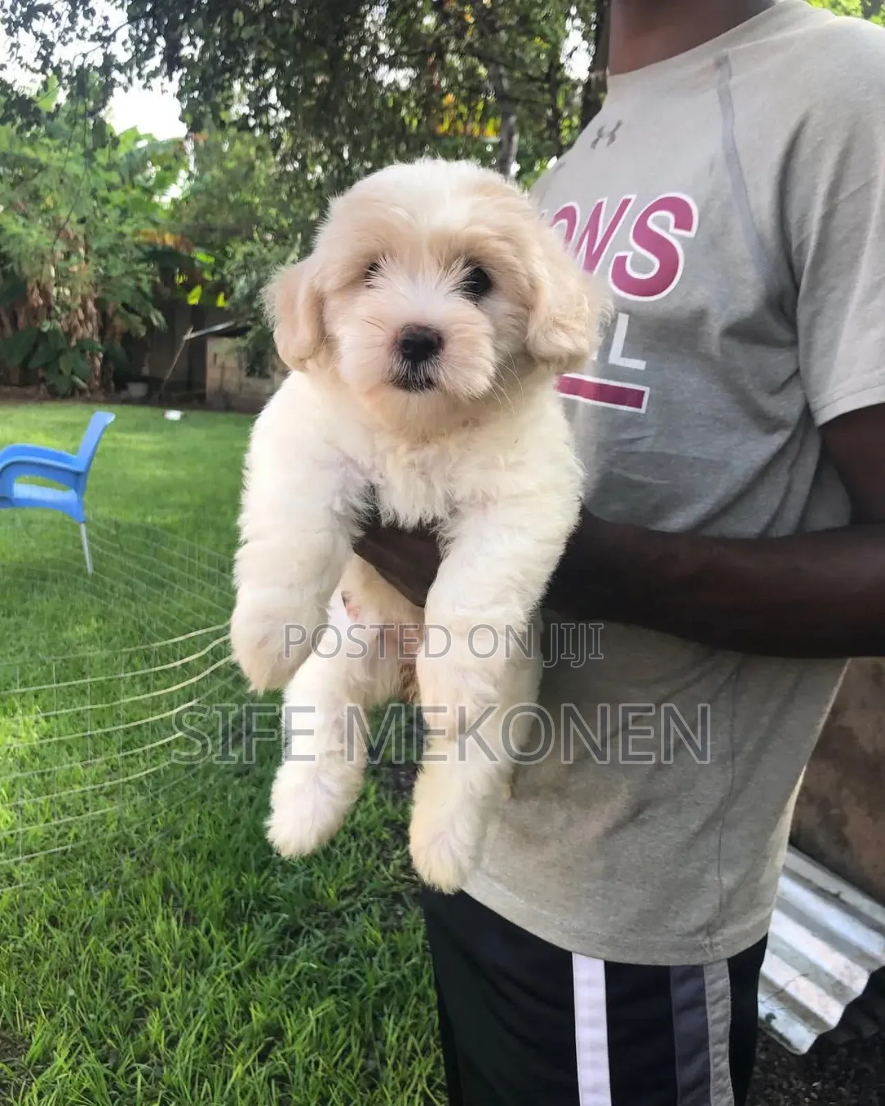 1-3 months Female Purebred Maltese