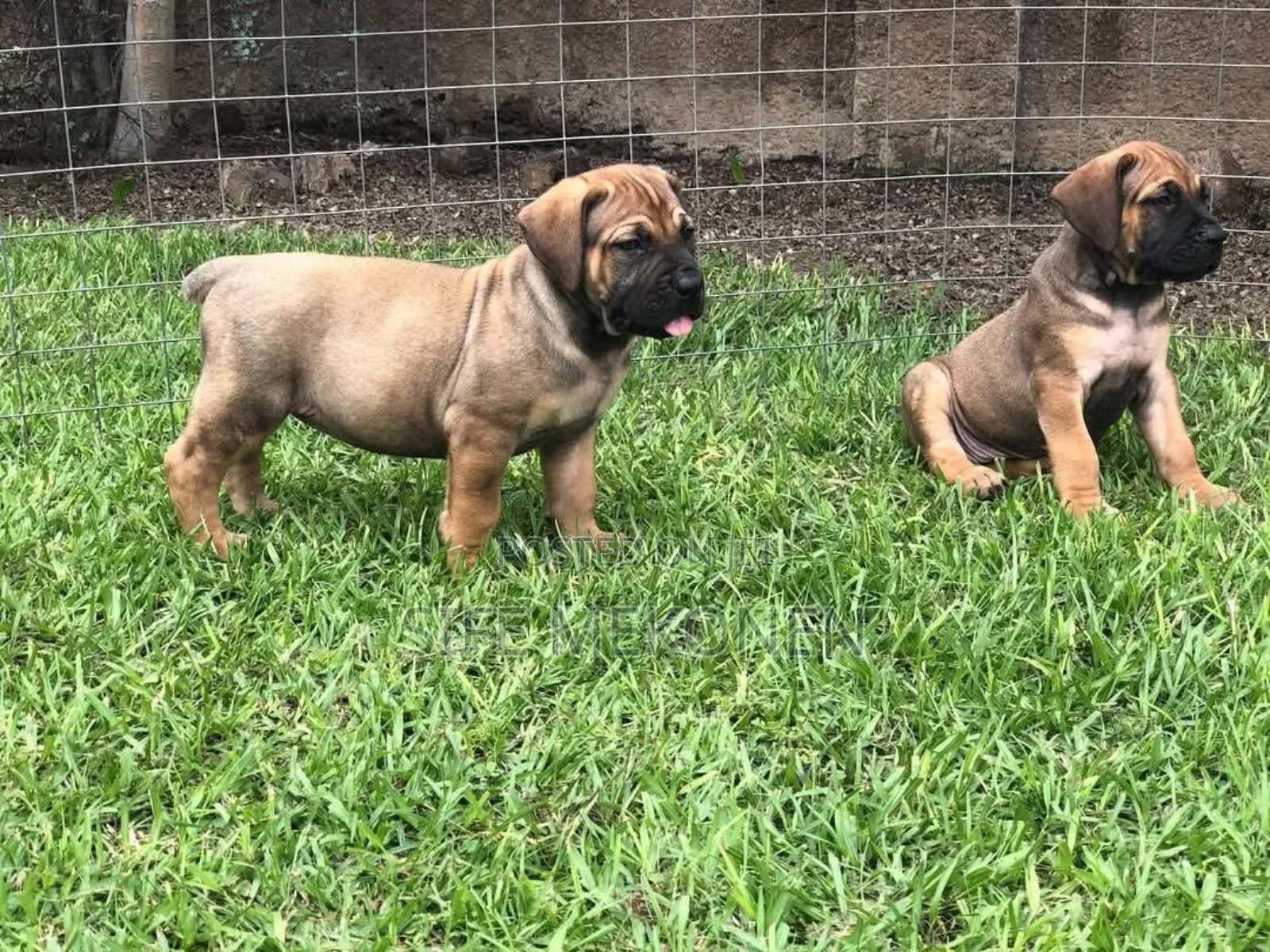 1-3 months Male Purebred Boerboel