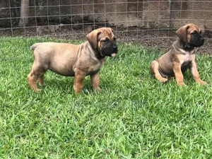 1-3 months Male Purebred Boerboel