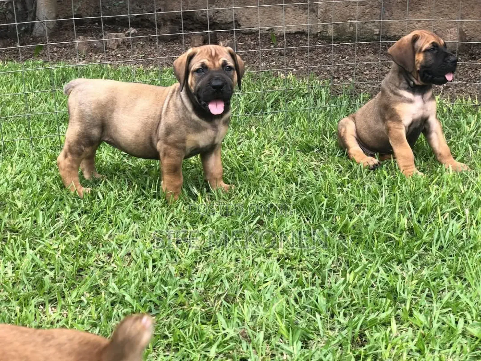 1-3 months Male Purebred Boerboel