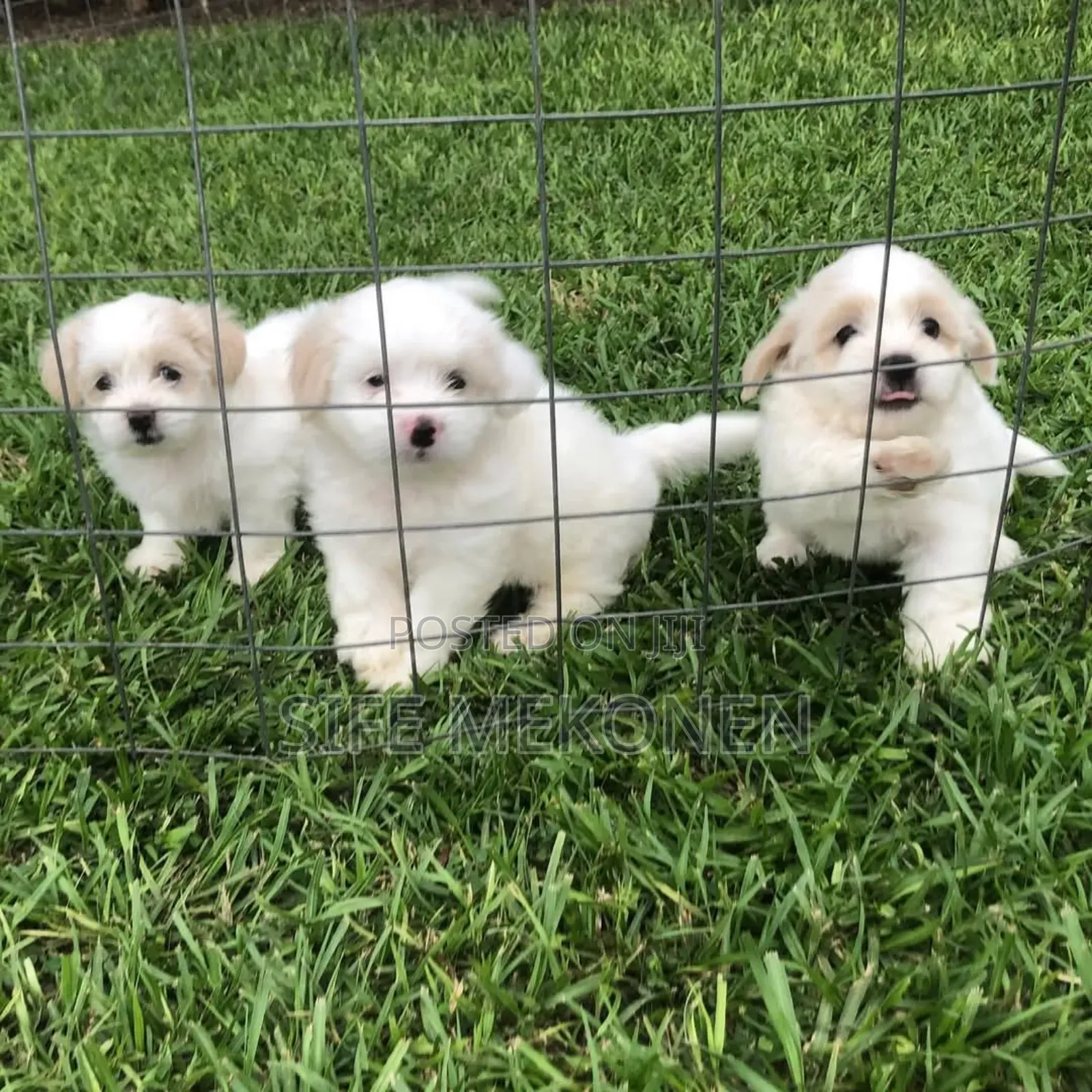 1-3 months Male Purebred Maltese