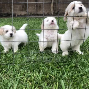 1-3 months Male Purebred Maltese