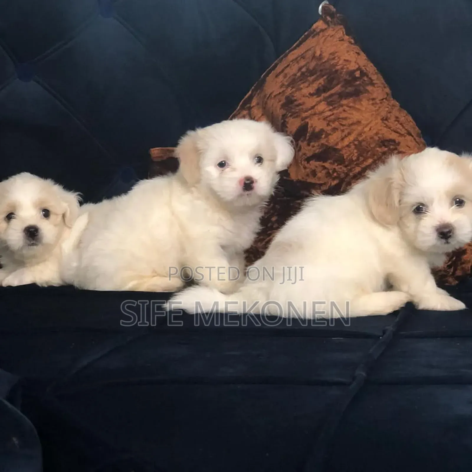 1-3 months Female Purebred Maltese