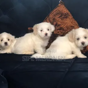 1-3 months Female Purebred Maltese
