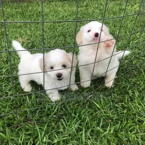 Photo - 1-3 months Female Purebred Maltese