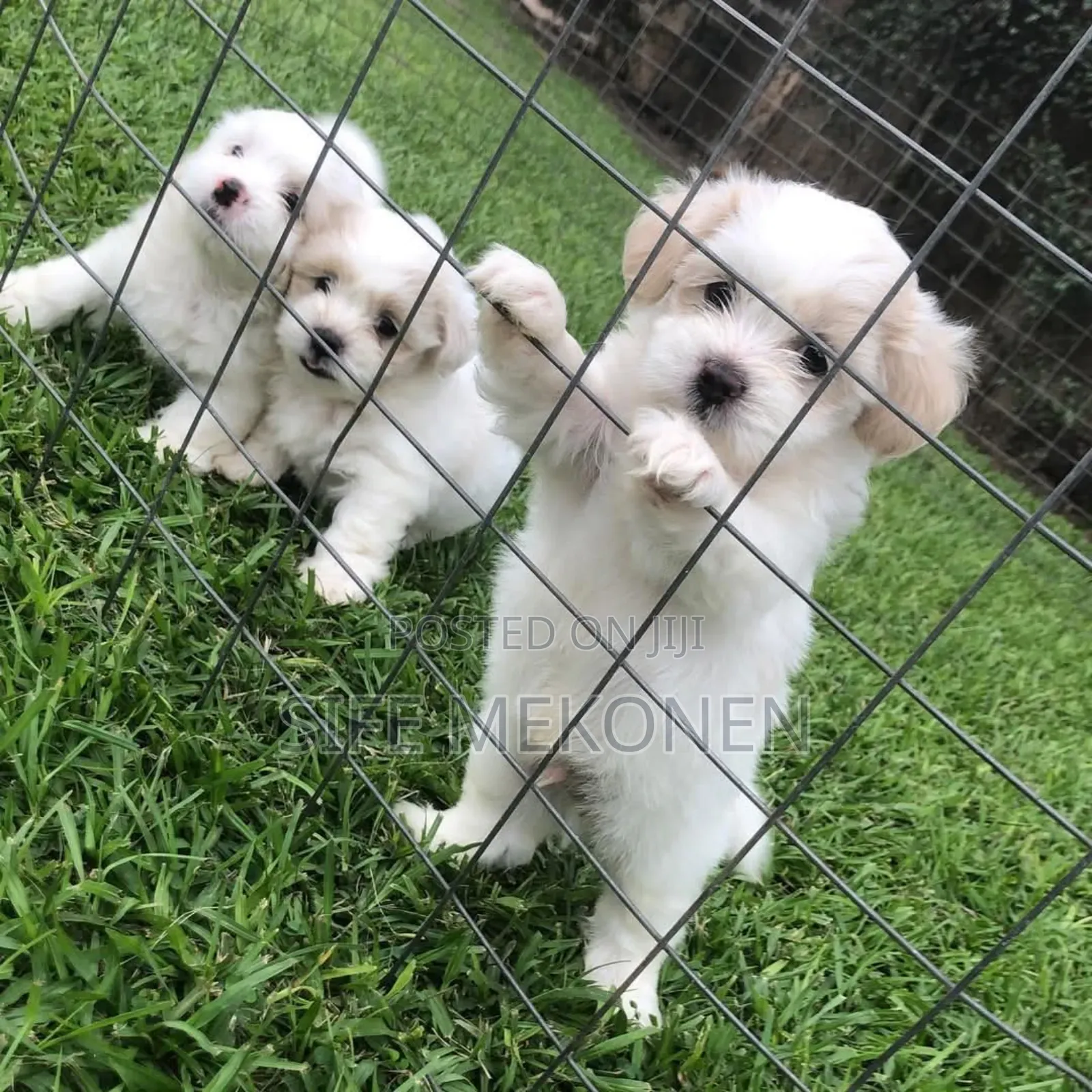 1-3 months Male Purebred Maltese