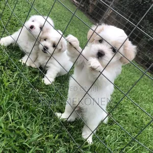 Photo - 1-3 months Male Purebred Maltese