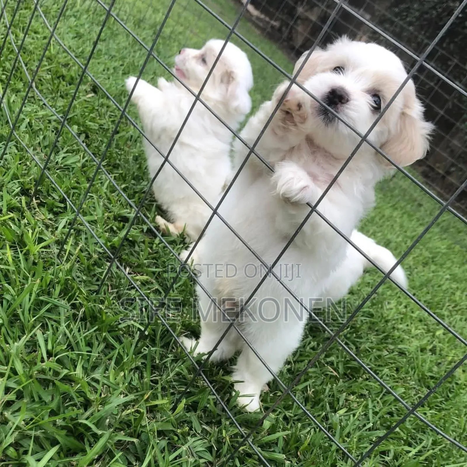 1-3 months Male Purebred Maltese