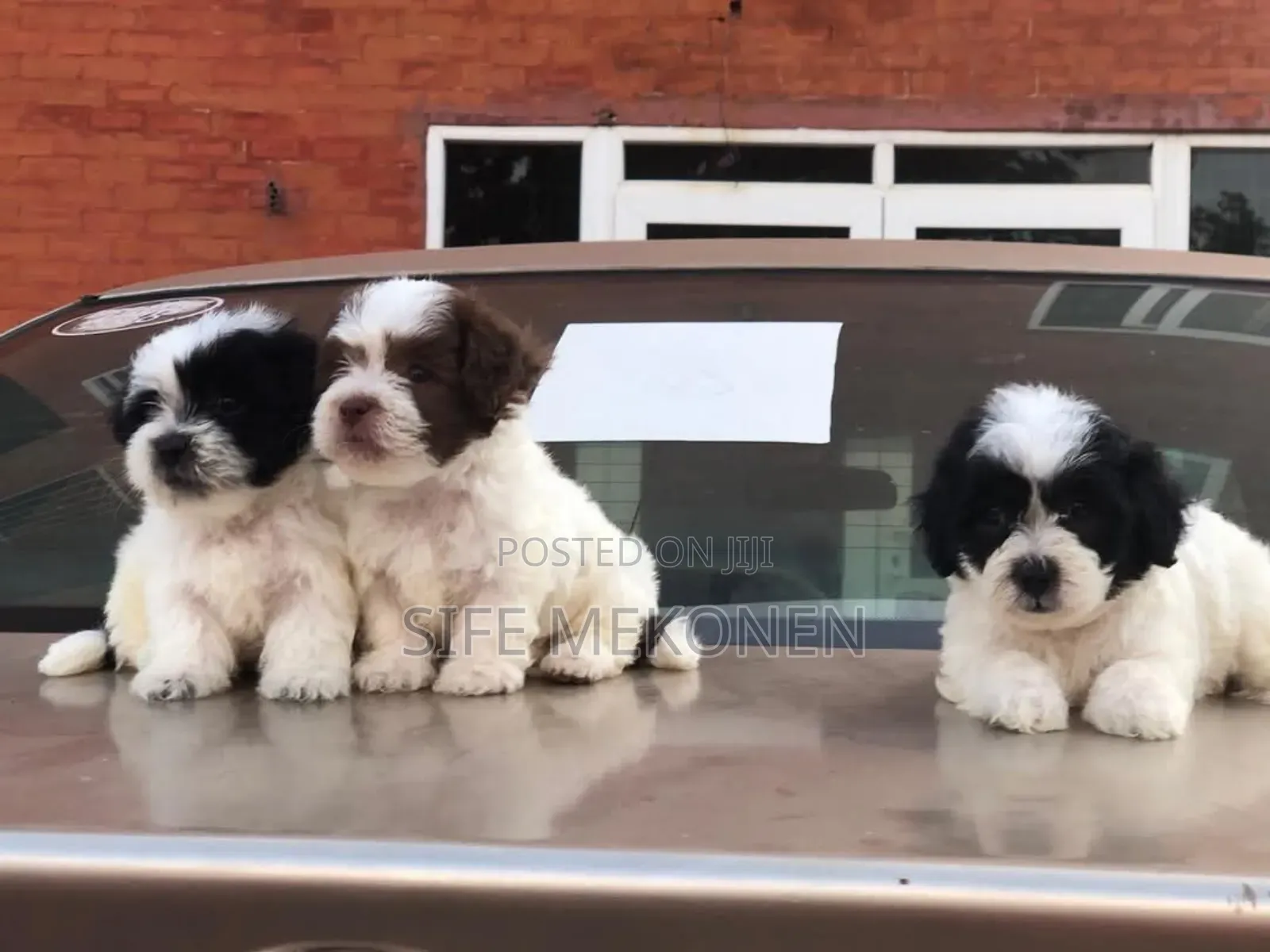 1-3 months Male Purebred Maltese