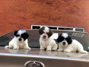 1-3 months Male Purebred Maltese