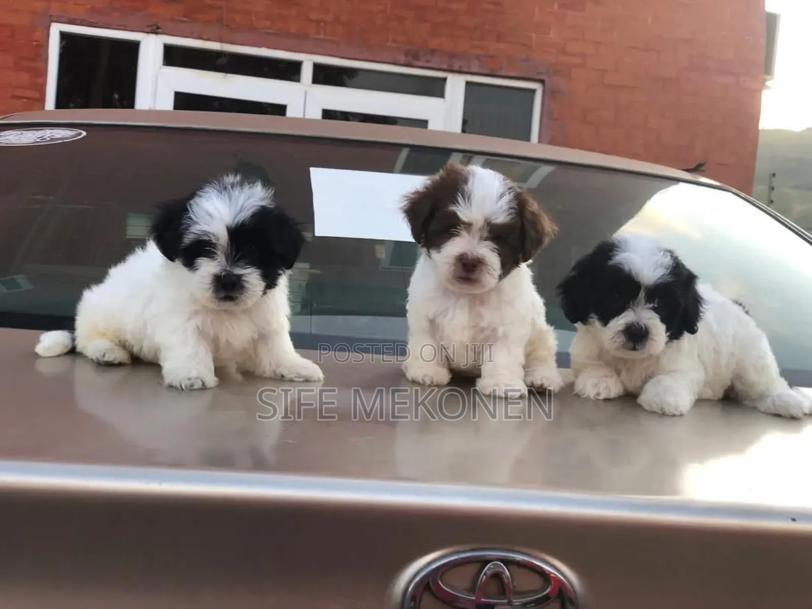 1-3 months Male Purebred Maltese