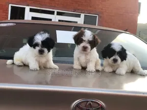 Photo - 1-3 months Male Purebred Maltese