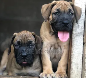 Photo - 1-3 months Male Purebred Boerboel