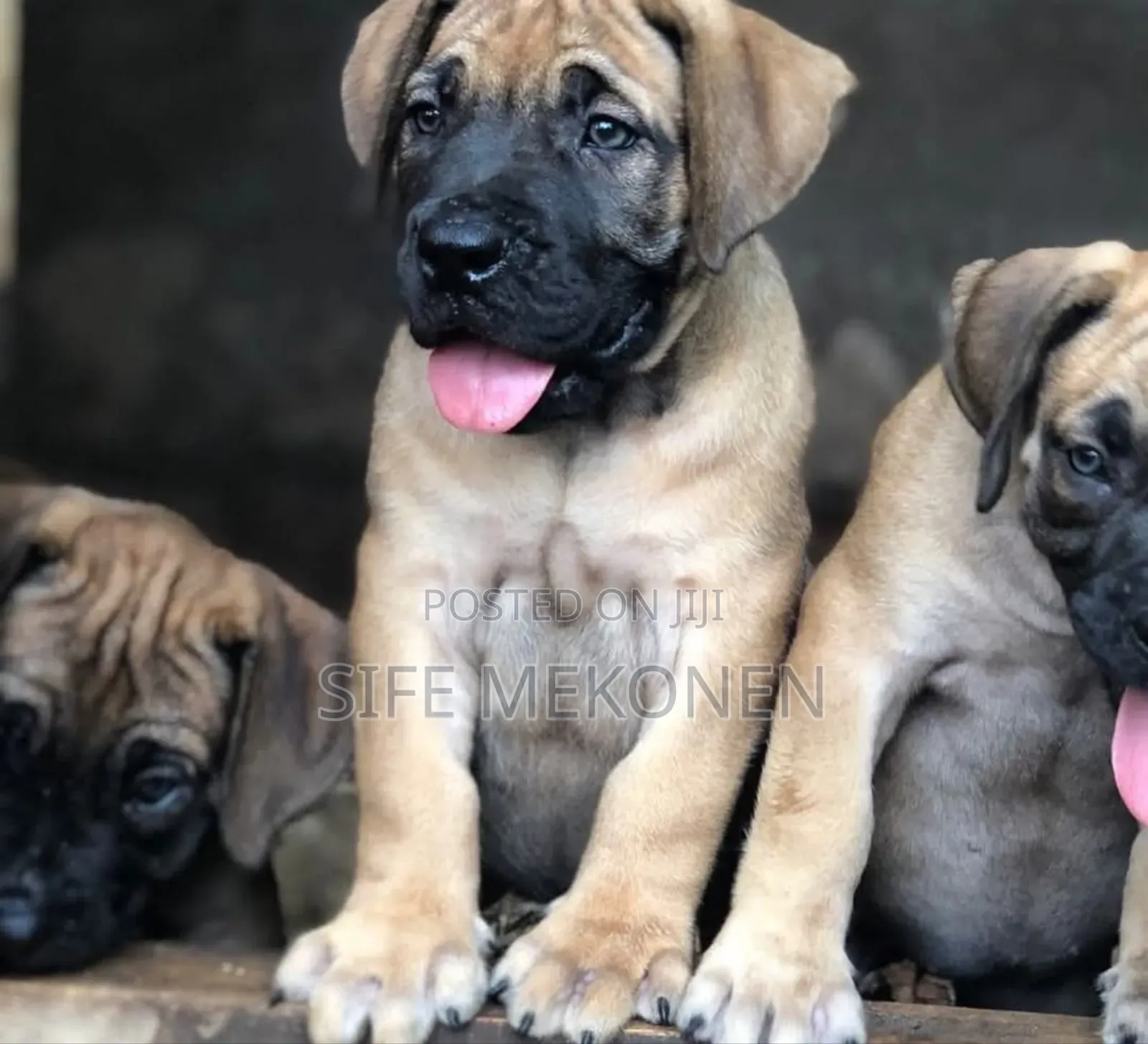1-3 months Male Purebred Boerboel