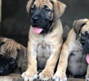 1-3 months Male Purebred Boerboel