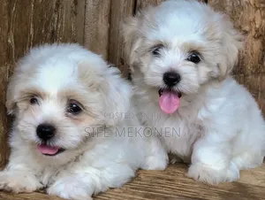 Photo - 1-3 months Female Purebred Maltese